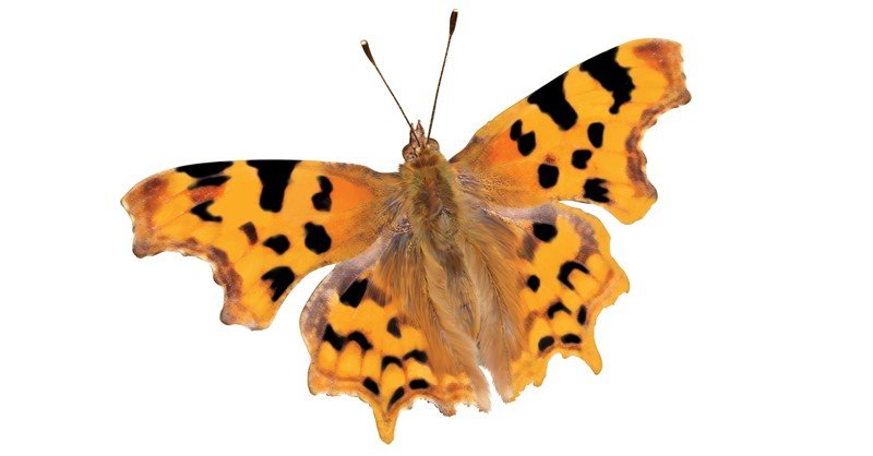 Question-Mark-Butterfly