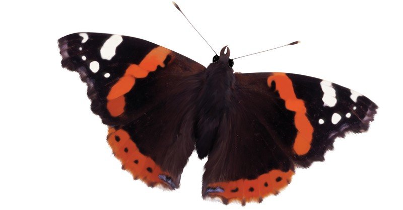 Red-Admiral-Caterpillar