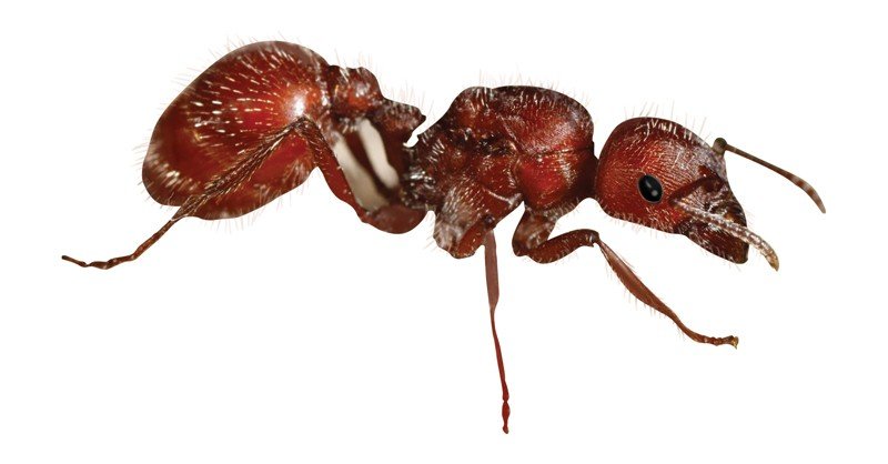 Red-Harvester-Ant