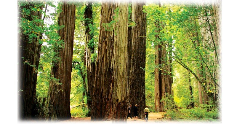 Redwood-National-Park