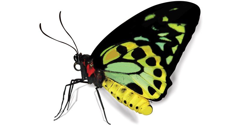 Richmond-Birdwing-Butterfly