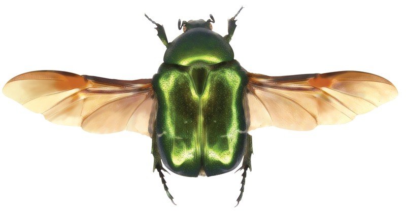 Rose-Chafer