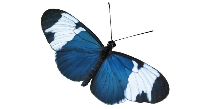 Sapho-Longwing-Butterly