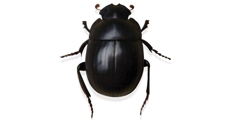 Scarab-Beetle