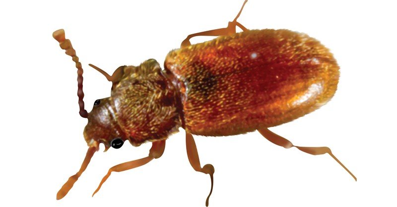 Sigmoid-Fungus-Beetle