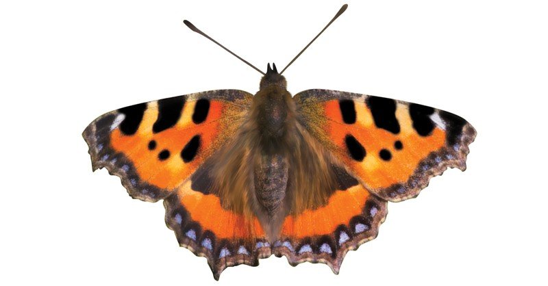 Small-Tortoiseshell-Butterfly