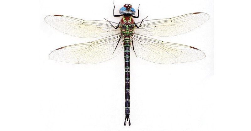 South-Giant-Darner