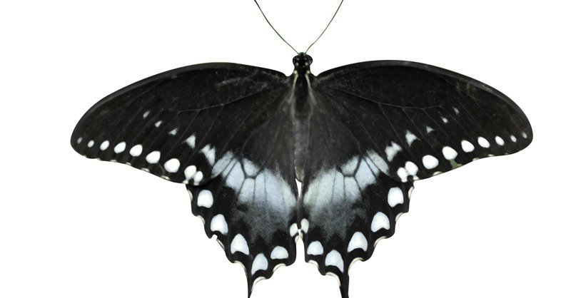 Spicebush-Swallowtail-Butterfly