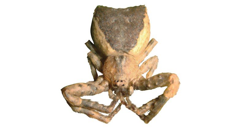 Square-Ended-Crab-Spider