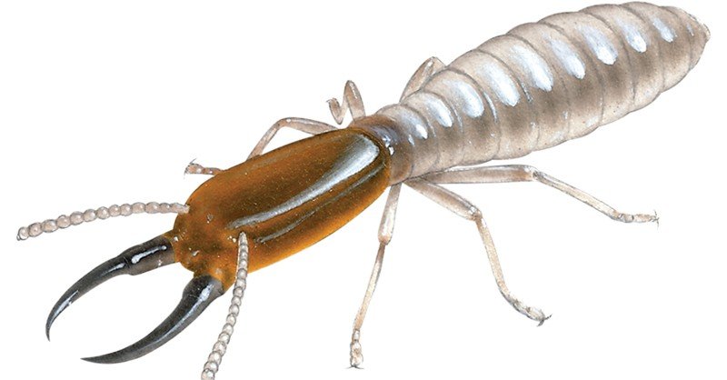Termite