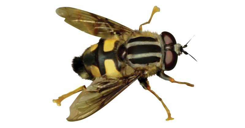 Threelined-Hoverfly