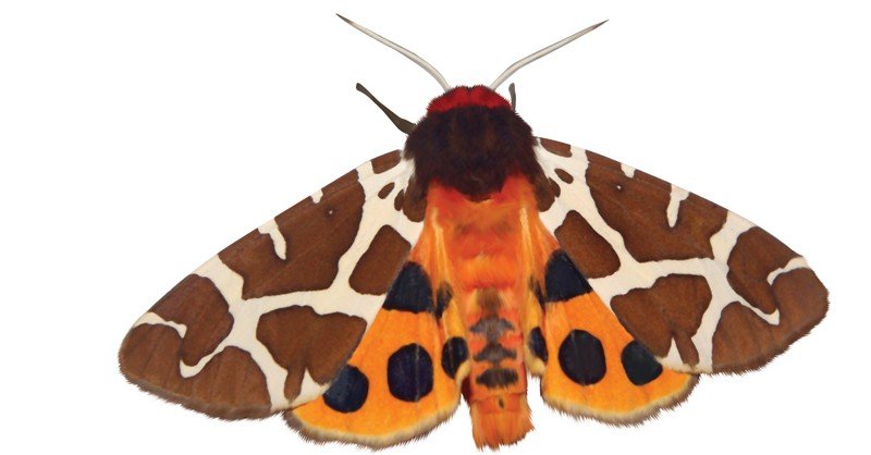 Tiger-Moth