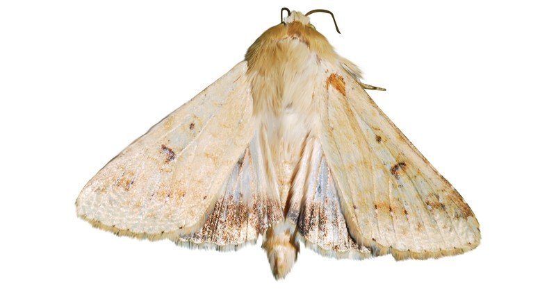 Tomato-Fruitworm-Moth