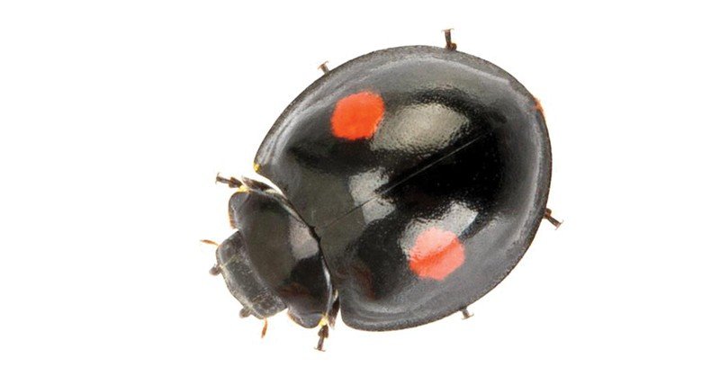 Twice stabbed Lady Beetle