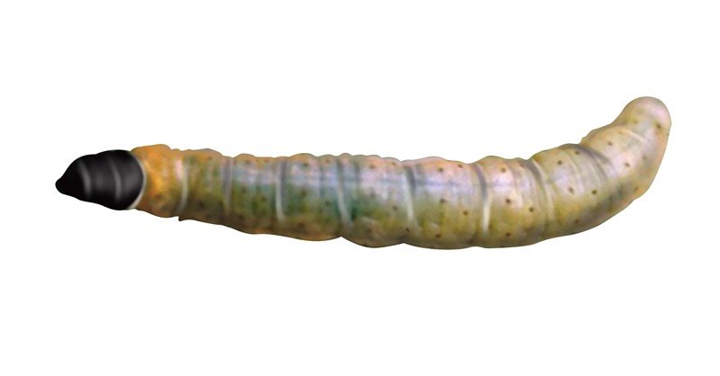 Ugly-nest-Caterpillar