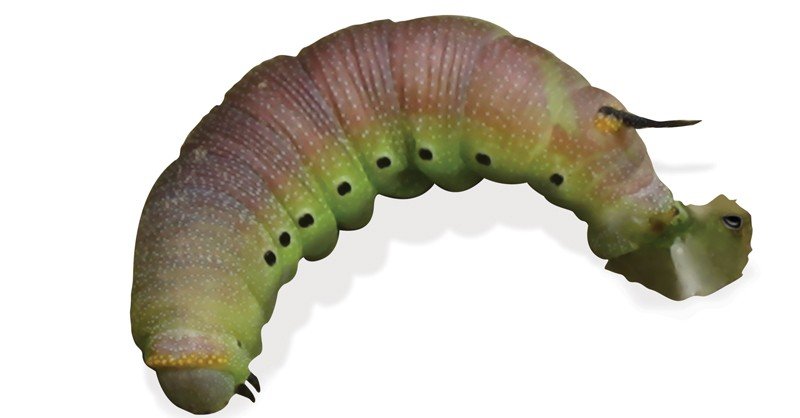 Unicorn-Caterpillar