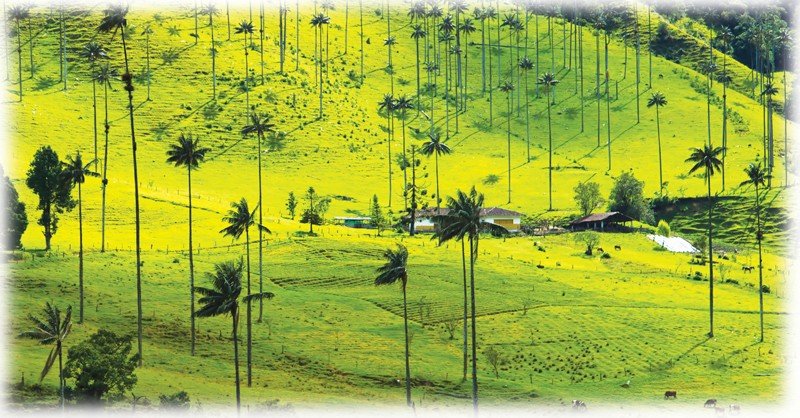 Valle-de-Cocora