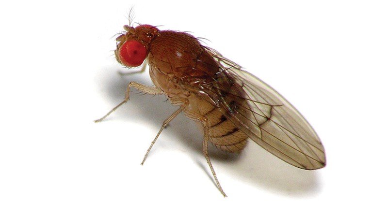 Vinegar-Fly