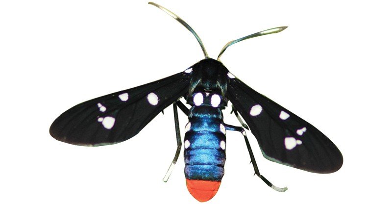 Wasp-Moth