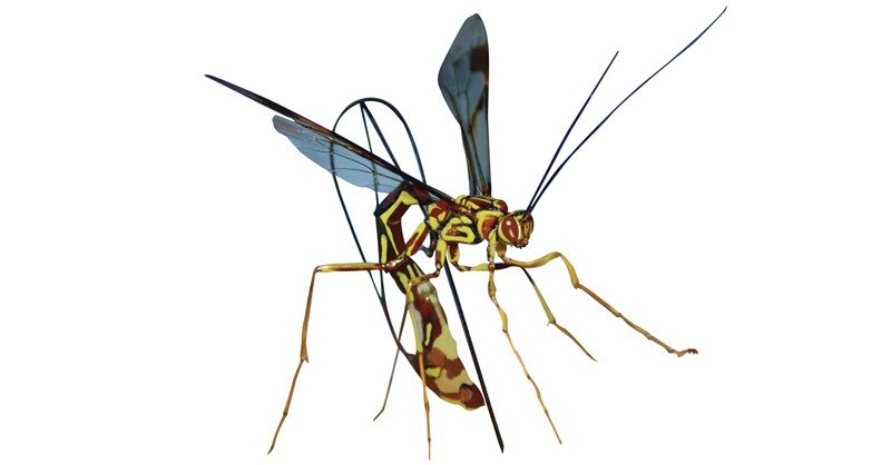 Western-Giant-Ichneumon