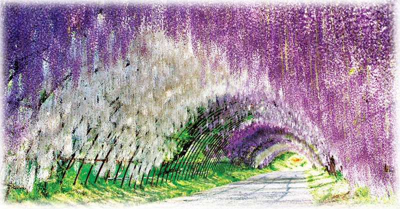 Wisteria-Tunnel