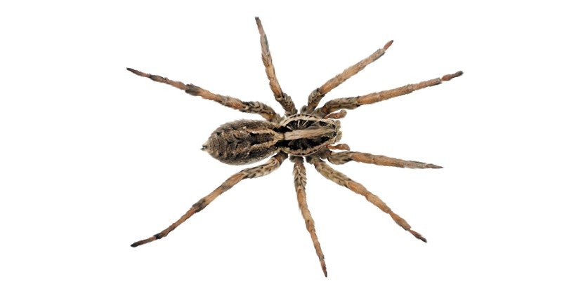 Wolf-Spider
