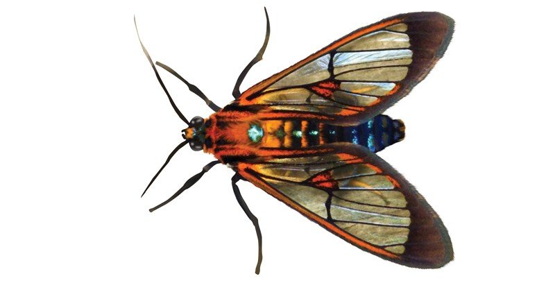 Wood-Wasp
