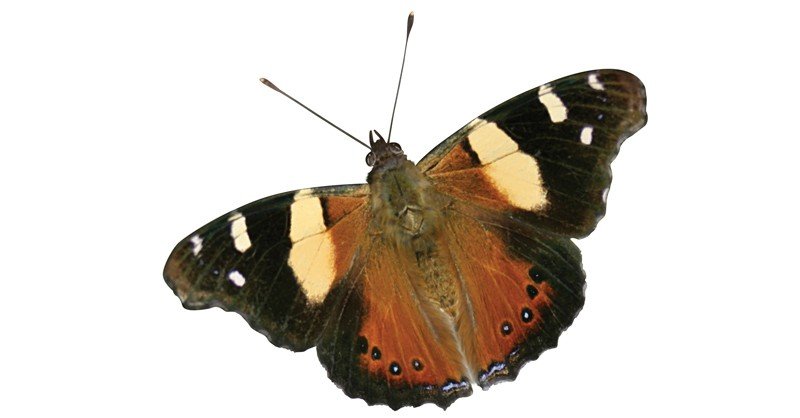 Yellow-Admiral-Caterpillar