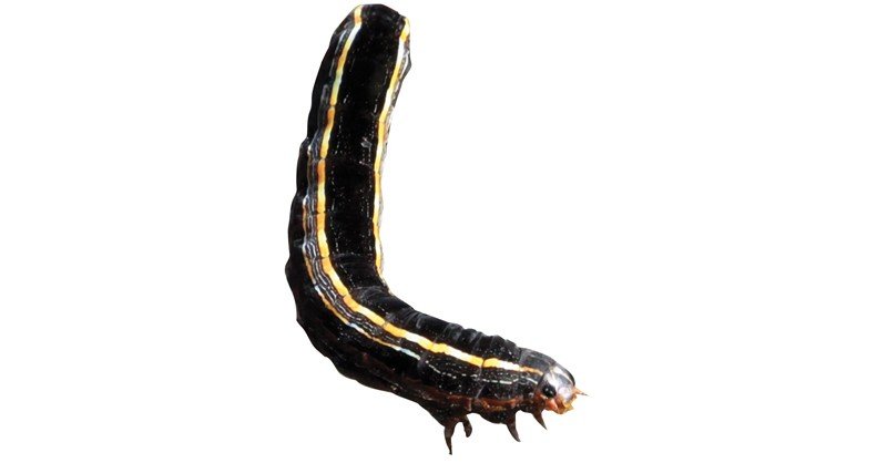Yellow-Striped-Armyworm