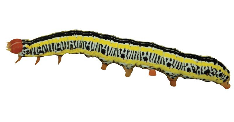 Zebra-Caterpillar