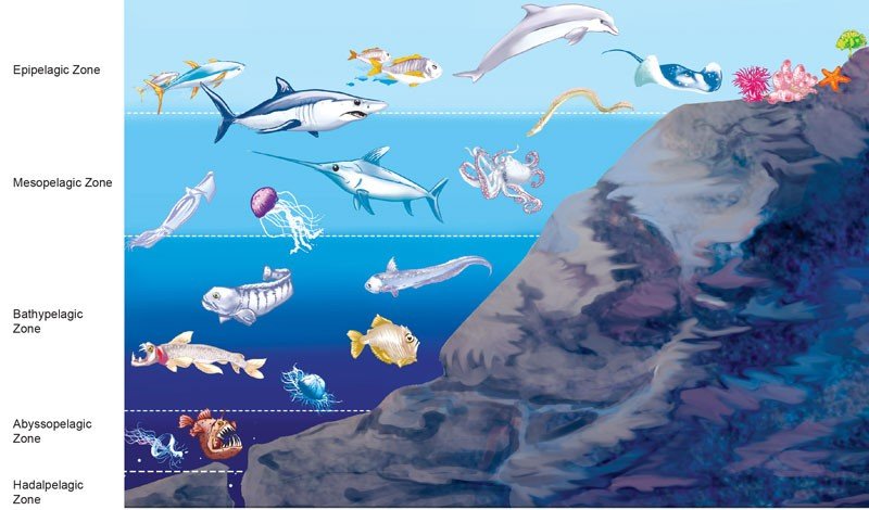 Mesopelagic Zone Food Web