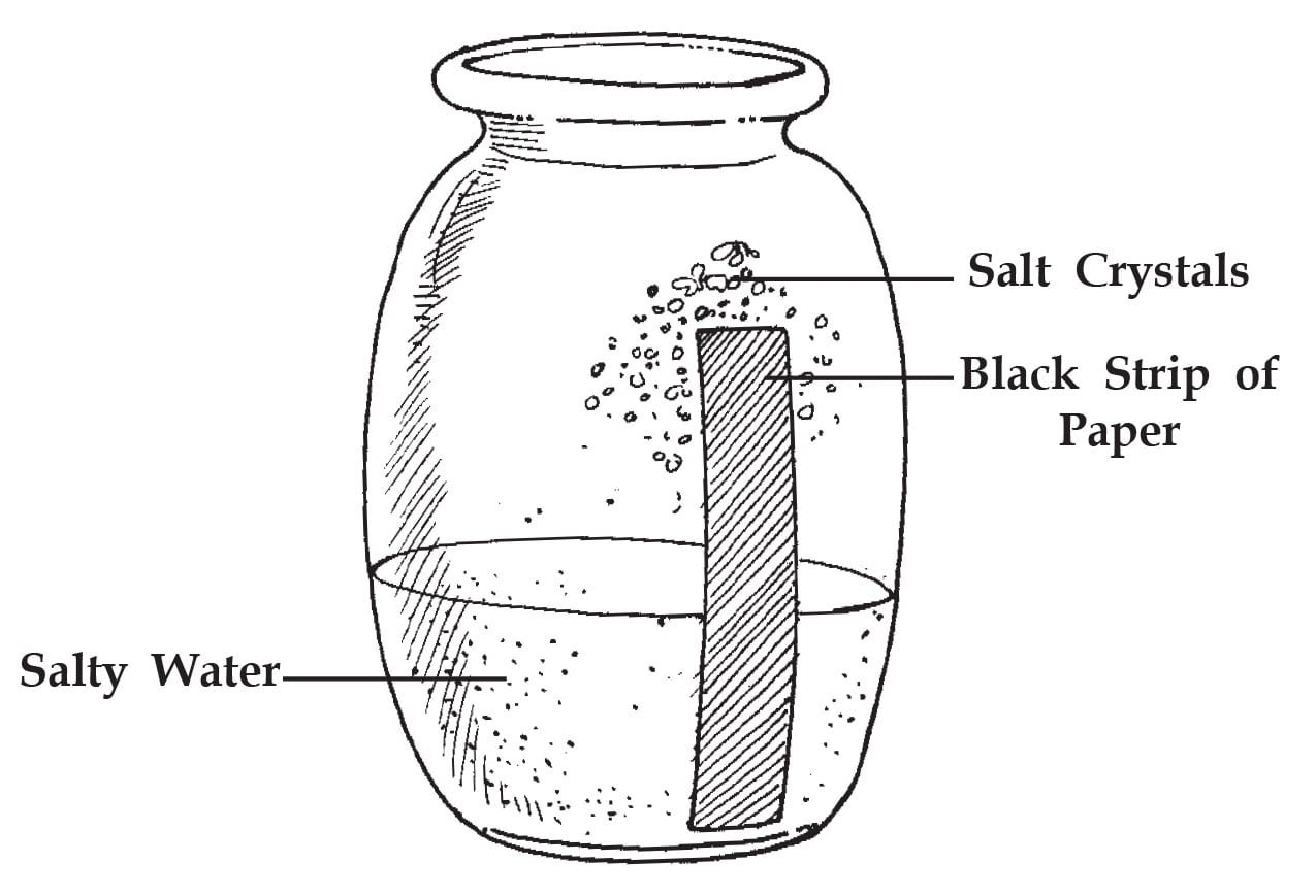 Lacy Salt Crystals (Chemistry Experiments) Sawan Books