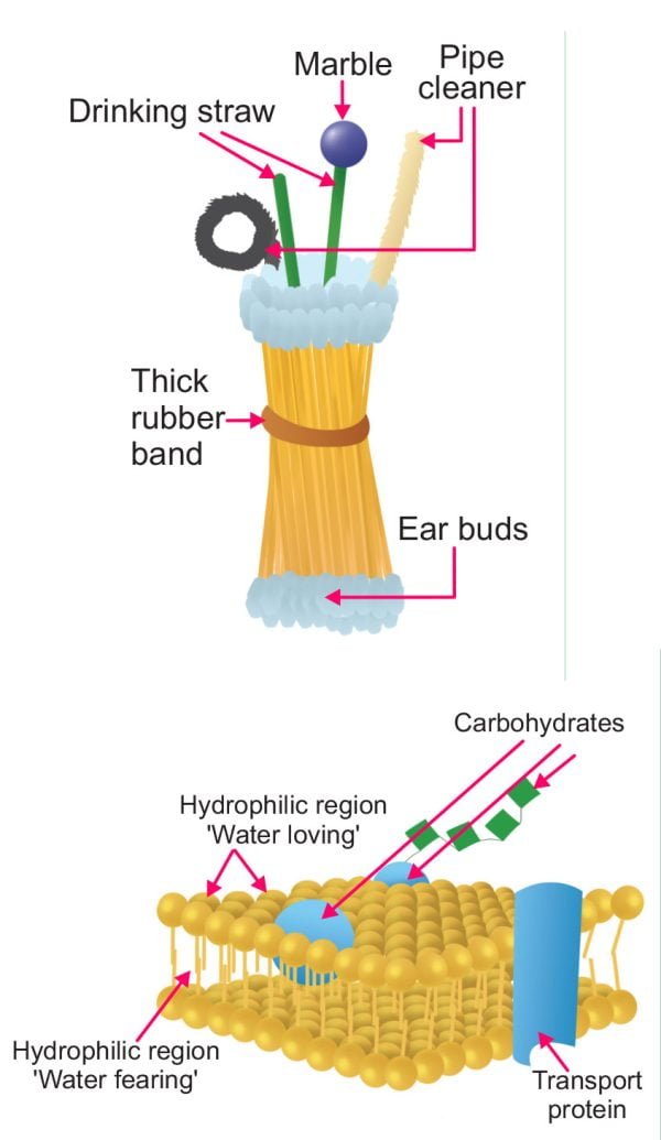 Build a Cell Membrane (Brilliant Biology Experiments) Sawan Books