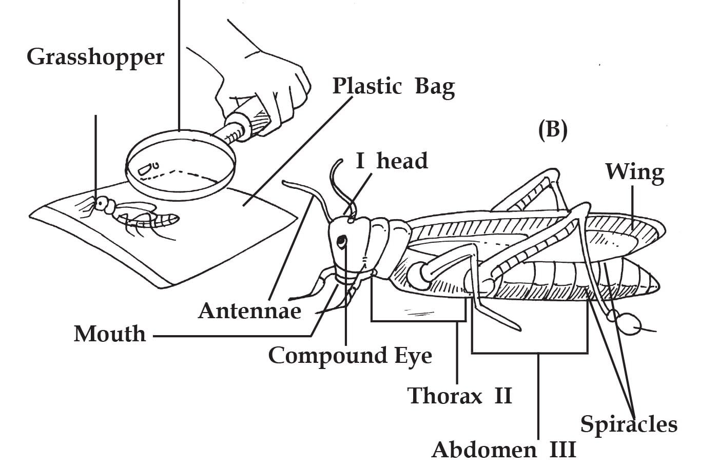grasshopper-in-study-biology-experiments-sawan-books
