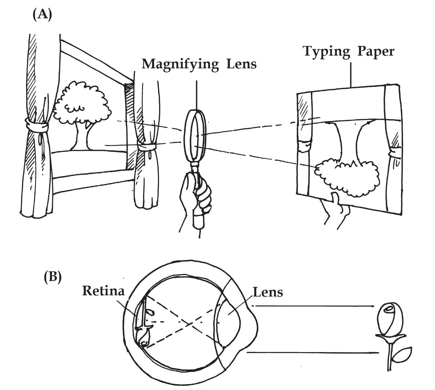 Eye Lens Works (Biology Experiments) Sawan Books
