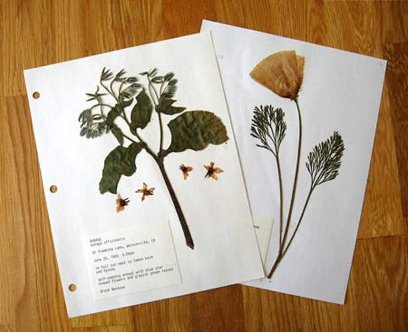 Be a Botanist Make Herbarium Sheets Sawan Books