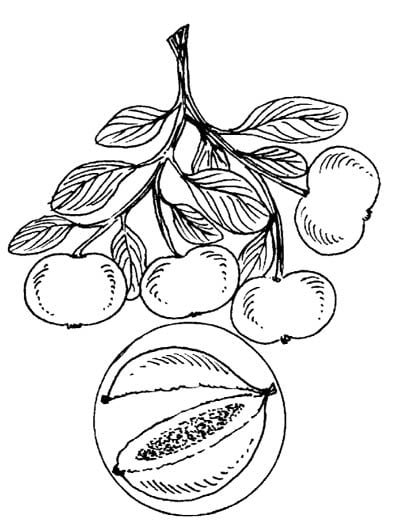 red plums
