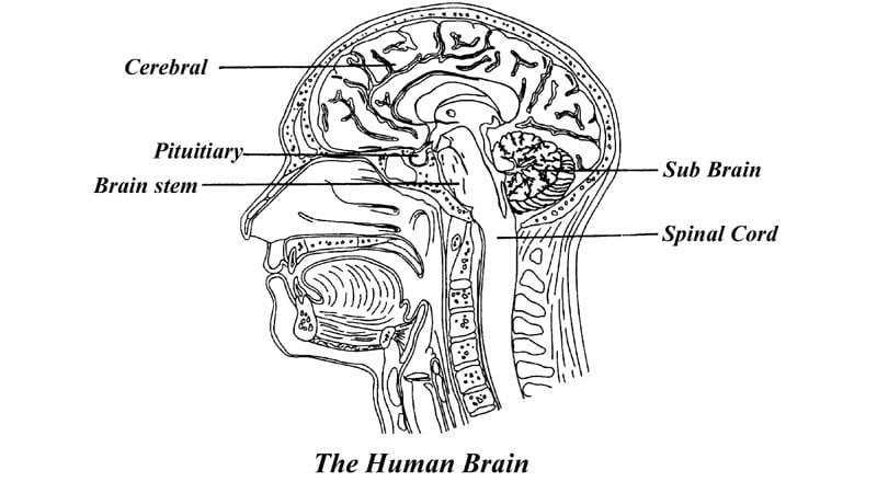human brain diagram