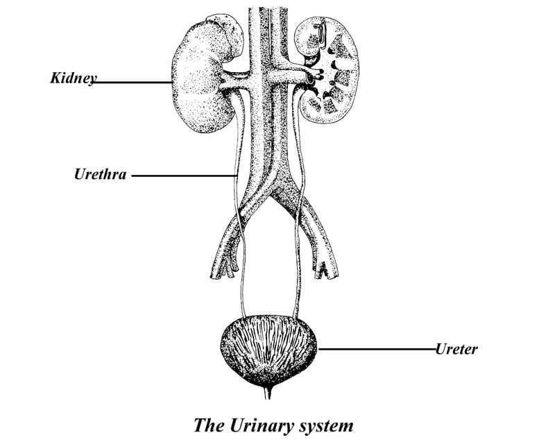 urinary system diagram