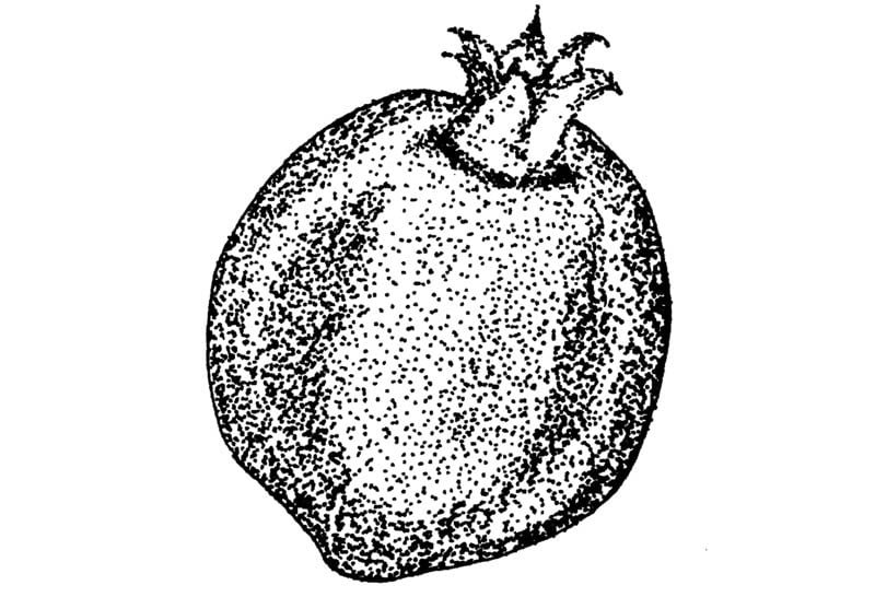 pomegranate