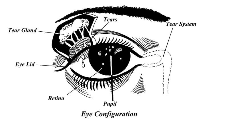 eye internal diagram