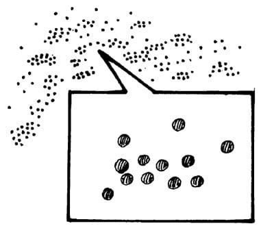 mustard seeds