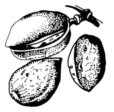 almonds plant