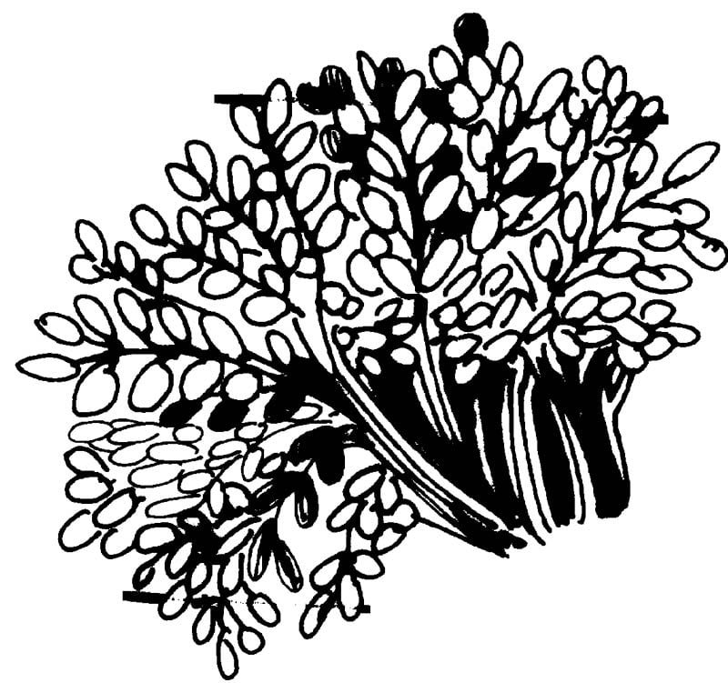 fenugreek leaves
