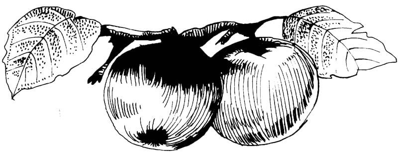 two apples
