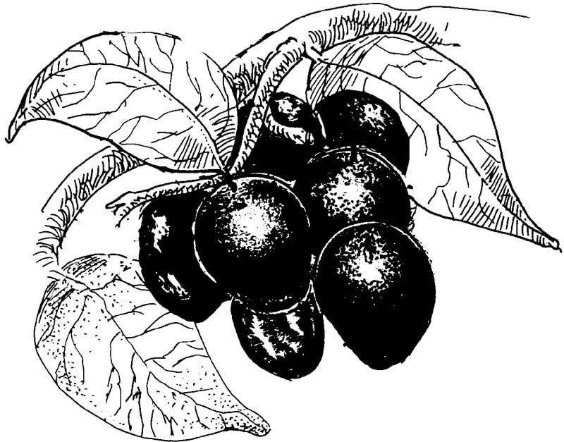 black berry jamun