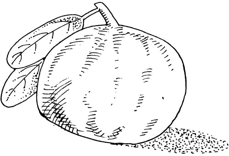 bael fruit sriphal