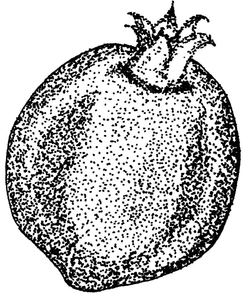pomegranate