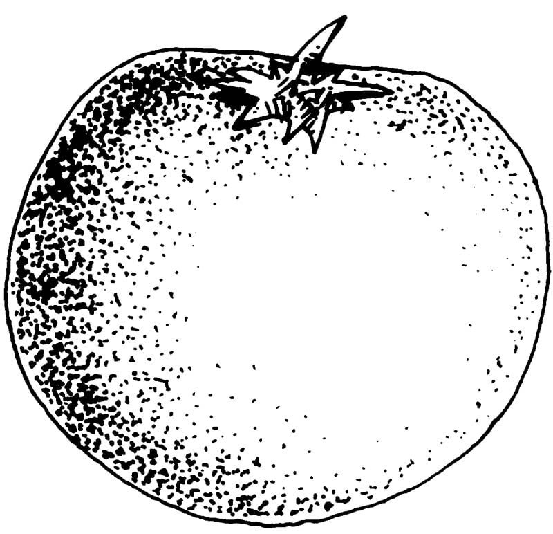 tomato
