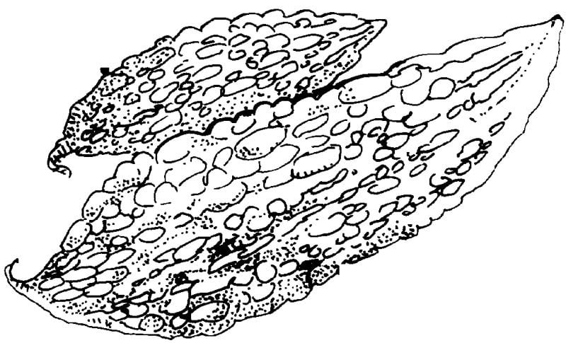 bitter gourd